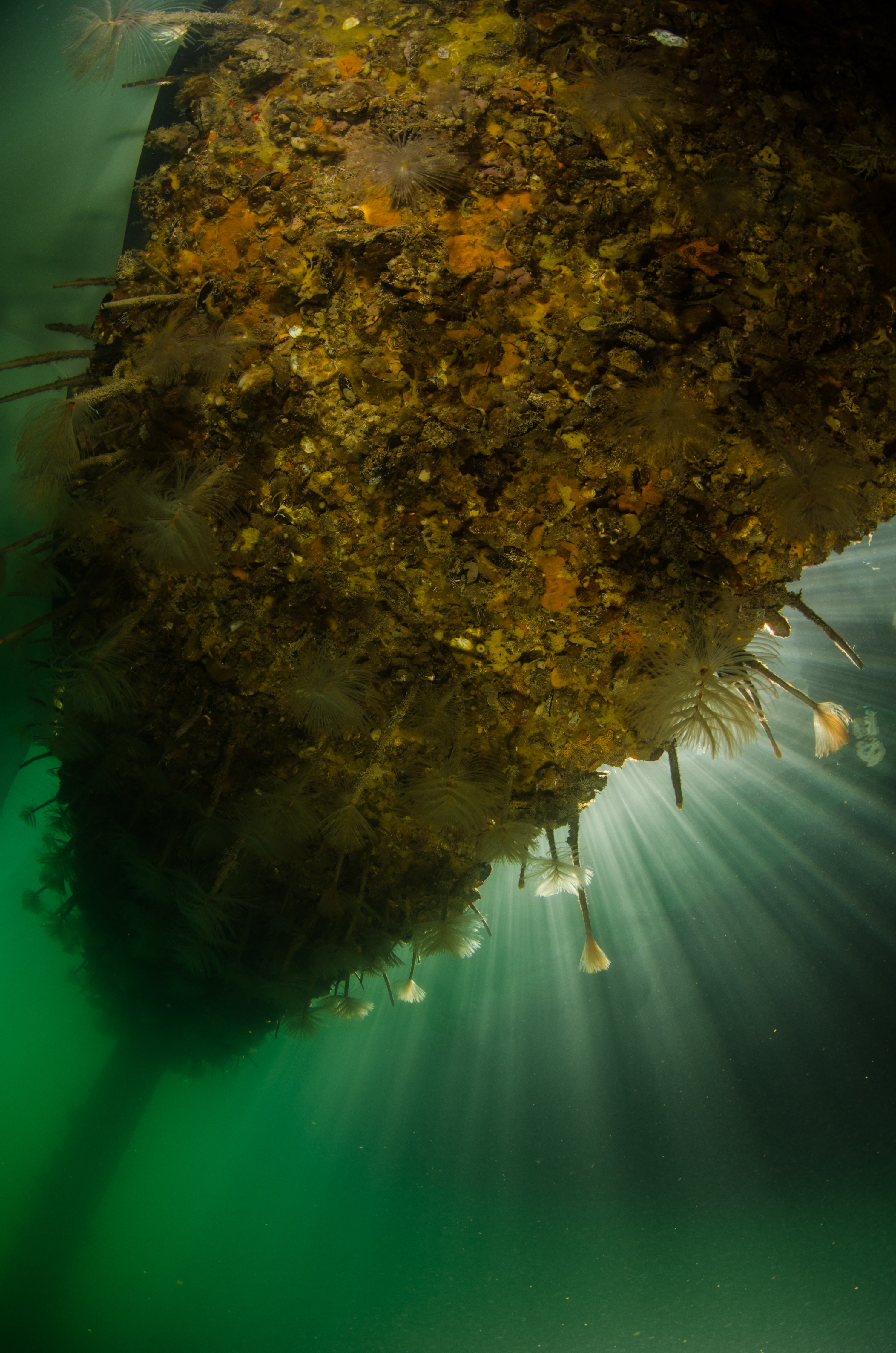 DSC_3074 – Mediterranean, fanworm, Sabella, spallanzanii, marine, pest, Auckland, underwater, crispin, nz, new, zealand, new zealand, fan, worm, marine, pest, invasive, Biosecurity